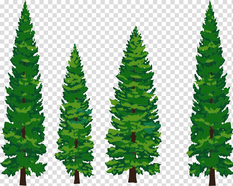 shortleaf black spruce balsam fir yellow fir oregon pine canadian fir, Tree, Lodgepole Pine, Plant, Colorado Spruce, White Pine, Red Pine, Vegetation transparent background PNG clipart