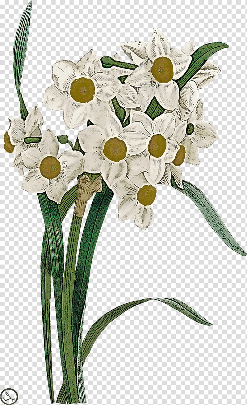 flower cut flowers plant bouquet flowerpot, Narcissus, Petal, Amaryllis Family, Floristry, Plant Stem transparent background PNG clipart