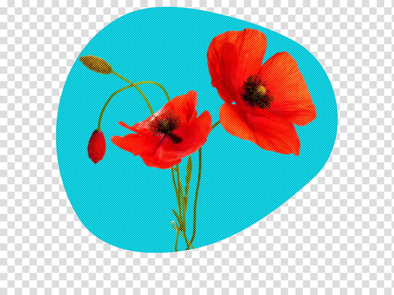 flower red turquoise poppy petal, Plant, Coquelicot, Poppy Family, Corn Poppy, Wildflower, Anemone, Tulip transparent background PNG clipart