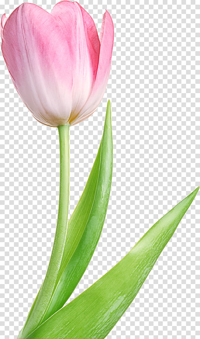 flower petal tulip plant tulipa humilis, Bud, Plant Stem, Pedicel, Cut Flowers, Lily Family transparent background PNG clipart