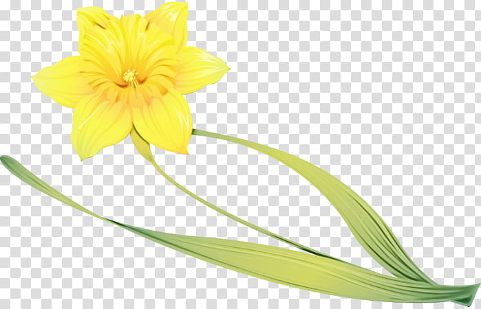 flower yellow plant petal cut flowers, Watercolor, Paint, Wet Ink, Narcissus, Amaryllis Family, Amaryllis Belladonna, Pedicel transparent background PNG clipart