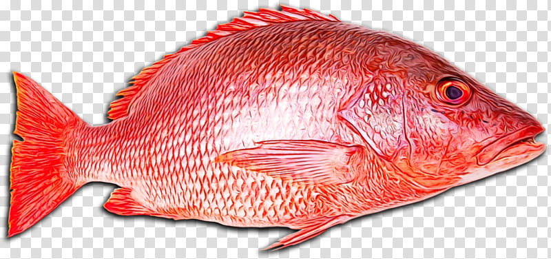 northern red snapper snappers fish products fish tilapia, Watercolor, Paint, Wet Ink, Oily Fish, Salmon, Barramundi, Red Snapper Fillet transparent background PNG clipart