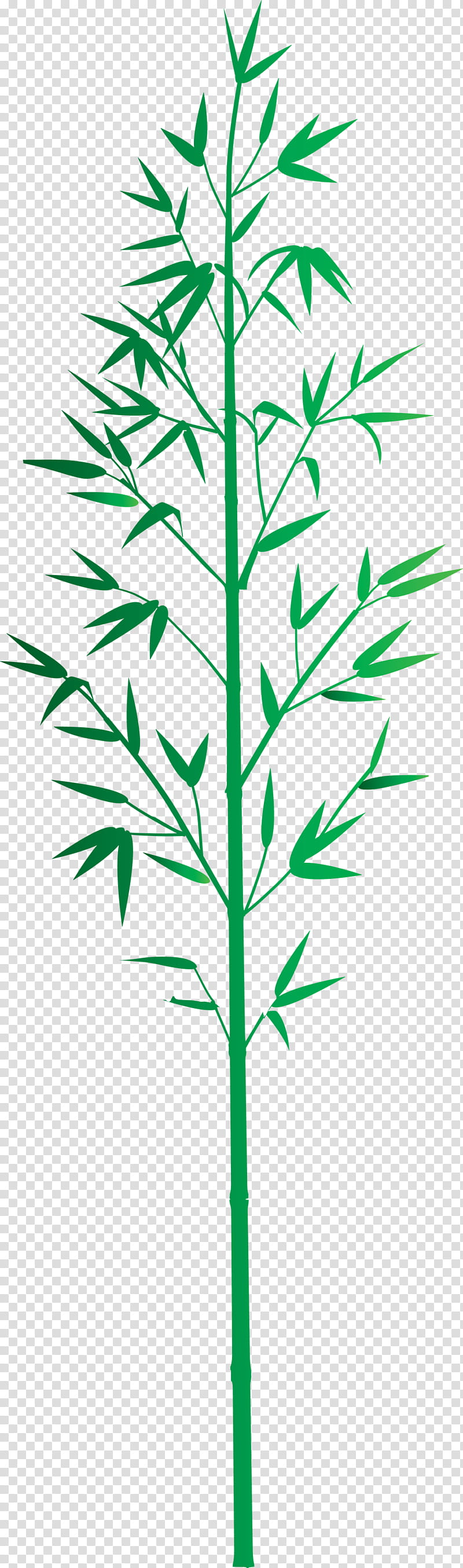 bamboo leaf, Plant, Plant Stem, Grass Family, Flower, Tree, Vascular Plant, American Larch transparent background PNG clipart