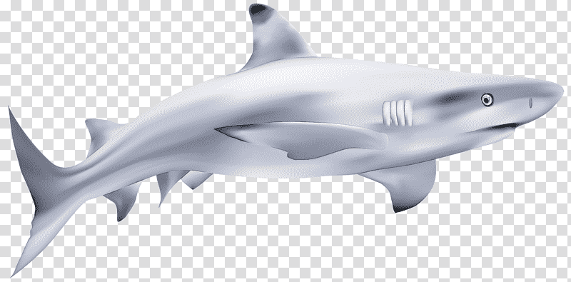 tiger shark mackerel sharks great white shark squaliform sharks cartilaginous fishes, Requiem Sharks, White Sharks, Biology transparent background PNG clipart