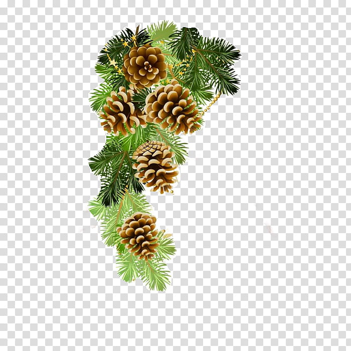 yellow fir jack pine oregon pine lodgepole pine shortleaf black spruce, Tree, Sitka Spruce, Columbian Spruce, Red Pine, Colorado Spruce, White Pine, Plant transparent background PNG clipart