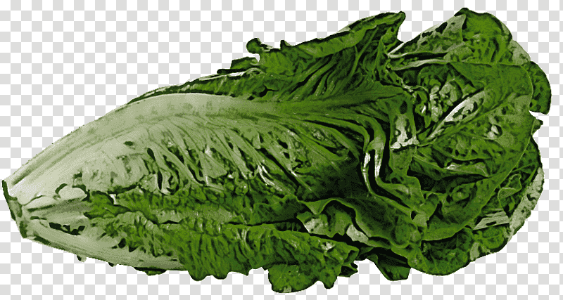 spring greens collard romaine lettuce rapini vegetable, Spinach, Savoy Cabbage, Chard, Wild Cabbage transparent background PNG clipart