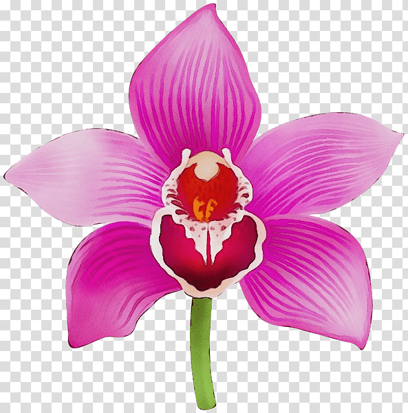 moth orchids cut flowers herbaceous plant cattleya orchids petal, Watercolor, Paint, Wet Ink, Lilac, Science, Biology transparent background PNG clipart