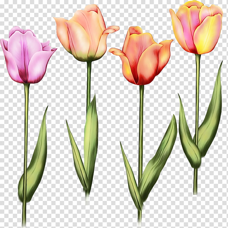 flower tulip petal plant tulipa humilis, Watercolor, Paint, Wet Ink, Lady Tulip, Bud, Plant Stem, Cut Flowers transparent background PNG clipart