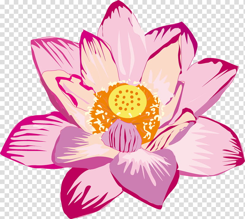 Lotus Flower, Dahlia, Petal, Cut Flowers, Lily, Floral Design, Drawing, Nelumbonaceae transparent background PNG clipart