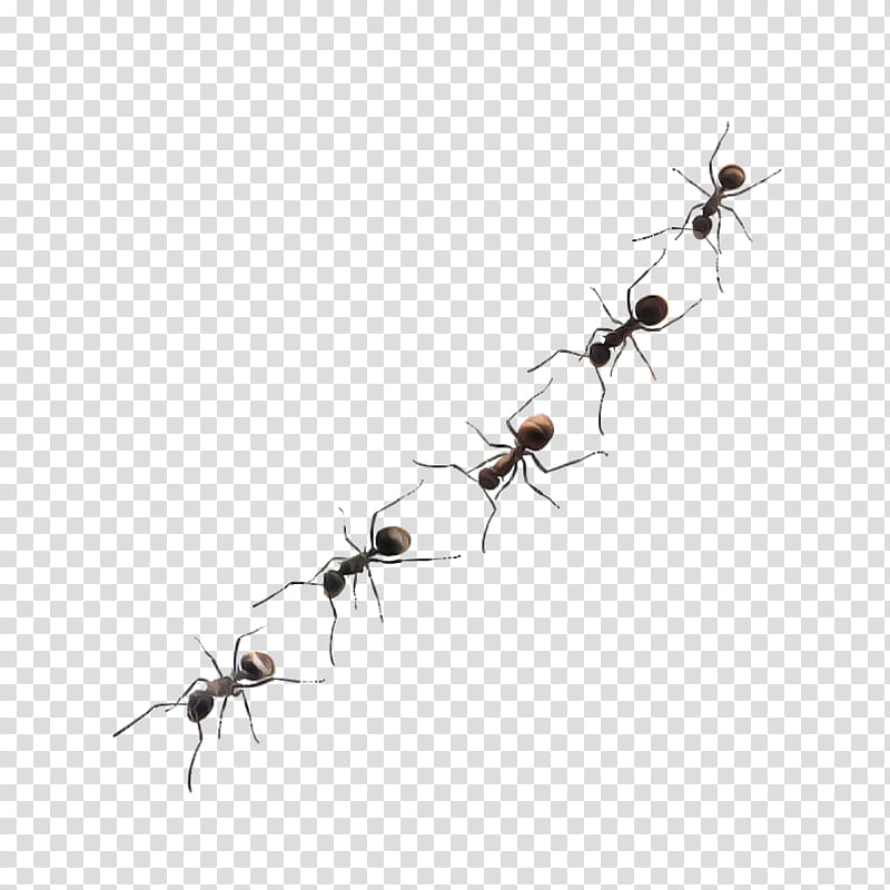 insect carpenter ant ant pest membrane-winged insect, Membranewinged Insect transparent background PNG clipart