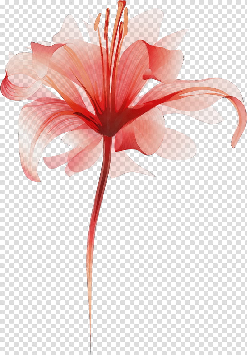 amaryllis plant stem cut flowers petal pink m, Lily Flower, Watercolor, Paint, Wet Ink, Closeup, Plants, Plant Structure transparent background PNG clipart
