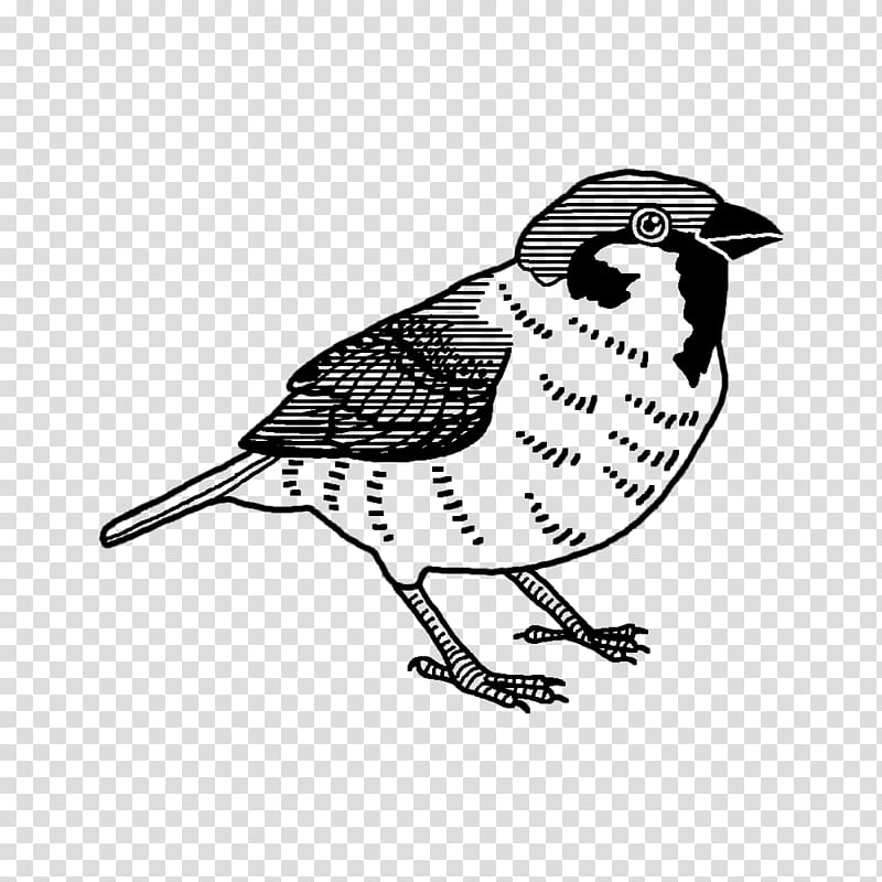 Feather, Lark, Birds, Landfowl, Beak, Cartoon, Bird Of Prey, Biology transparent background PNG clipart