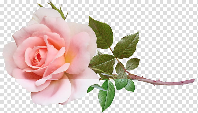 Garden roses, Floral Design, Flower, Flower Bouquet, Cabbage Rose, Rose Family, Pink, Lily transparent background PNG clipart