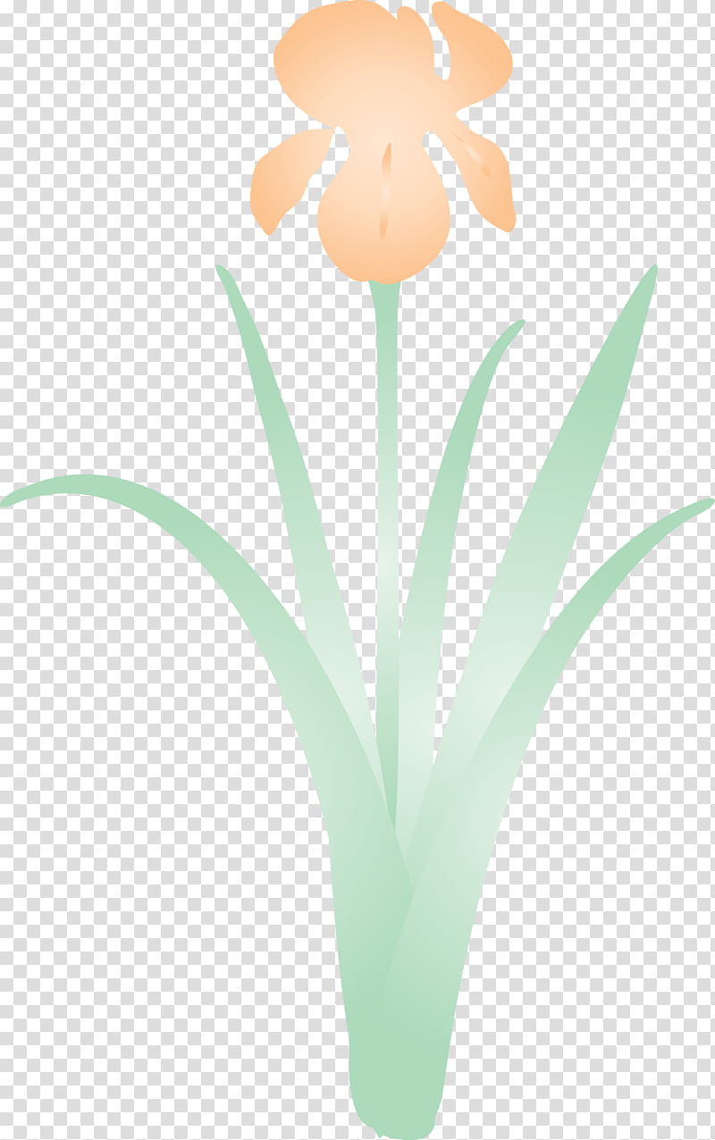 iris flower spring flower, Iris Flower, Plant, Petal, Grass, Tulip, Plant Stem transparent background PNG clipart