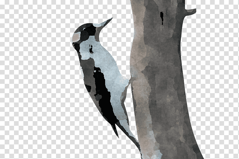 penguins woodpeckers birds flightless bird beak, black and white bird on brown tree branch, Meter, Science, Biology transparent background PNG clipart