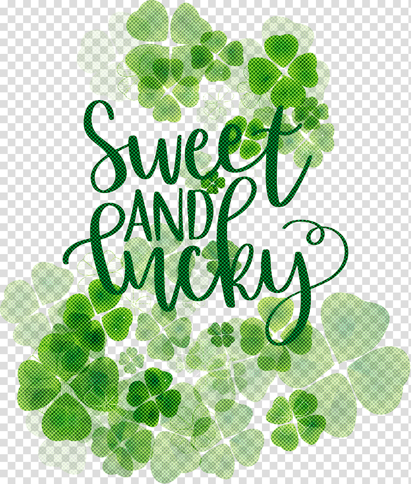 Sweet And Lucky St Patricks Day, Fourleaf Clover, Shamrock, Saint Patricks Day, Plant Stem, Petal, White Clover transparent background PNG clipart