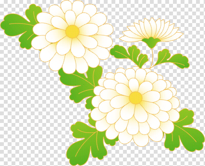 Chrysanthemum chrysanths, Common Daisy, Dahlia, Floral Design, Transvaal Daisy, Oxeye Daisy, Flower, Cut Flowers transparent background PNG clipart