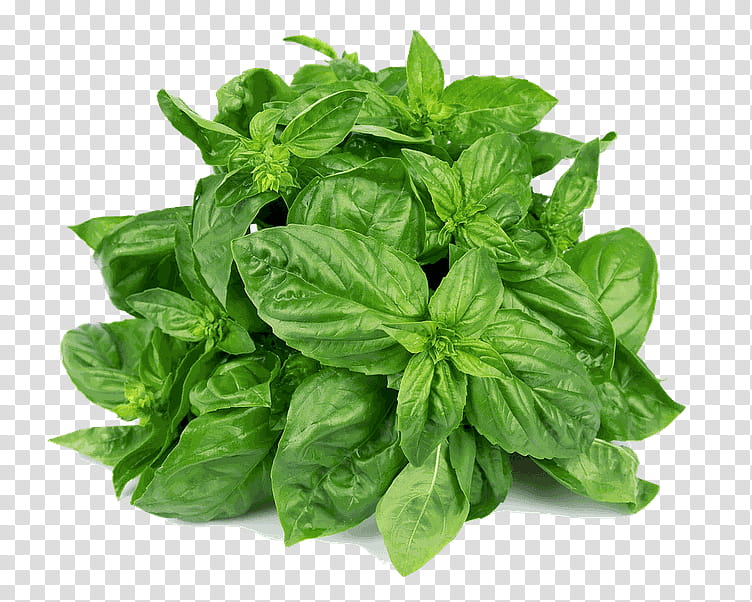 leaf plant basil flower food, Herb, Vegetable, Ingredient, Spinach, Ocimum, Lemon Basil, Leaf Vegetable transparent background PNG clipart