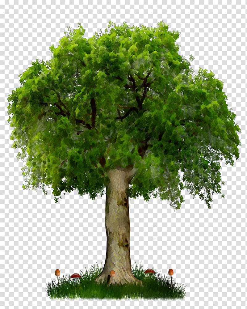 Arbor day, Watercolor, Paint, Wet Ink, Tree, Plant, Green, Woody Plant transparent background PNG clipart