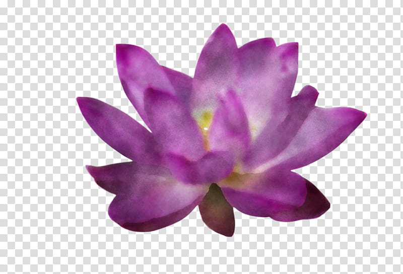 Lotus Flower Summer Flower, Violet, Lavender, Petal, Magenta Telekom, Plants, Biology, Seed Plants transparent background PNG clipart