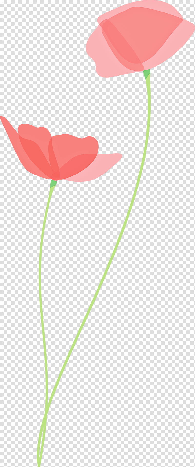 poppy flower, Tulip, Plant Stem, Pedicel, Coquelicot, Petal, Anthurium, Corn Poppy transparent background PNG clipart