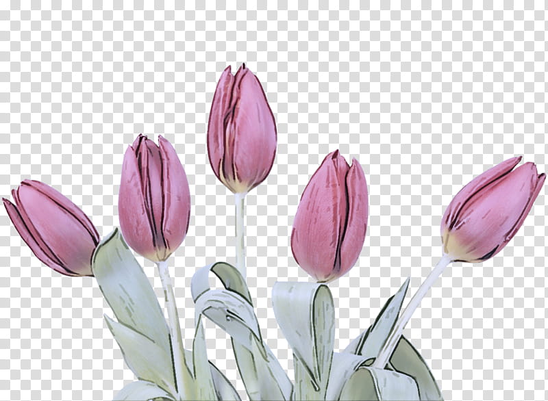 flower tulipa humilis tulip plant petal, Lady Tulip, Bud, Cut Flowers, Lily Family, Crocus, Perennial Plant transparent background PNG clipart