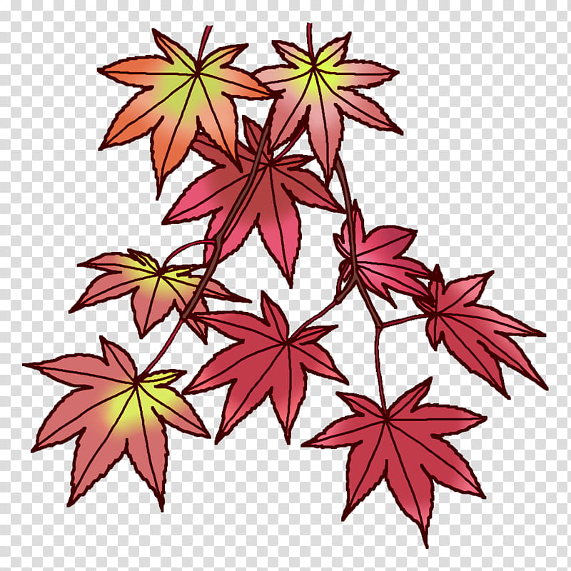 Maple leaf, Line, Symmetry, Point, Flower, Plant Structure, Plants, Biology transparent background PNG clipart