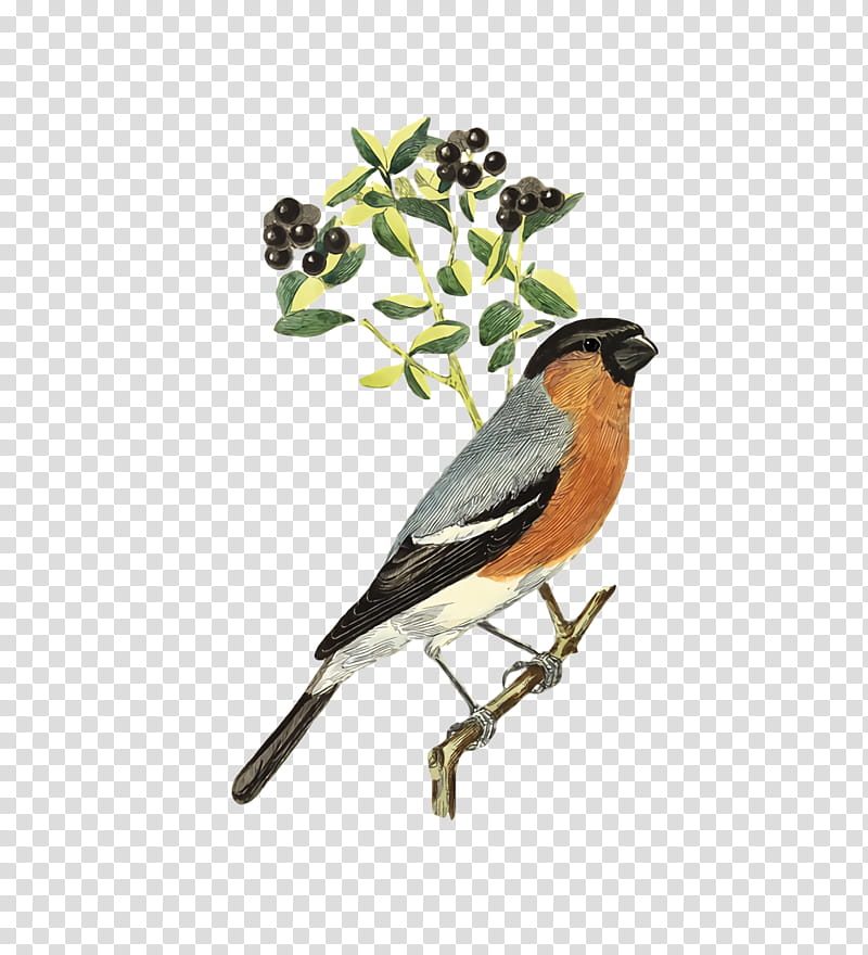 Feather, European Robin, American Sparrows, Brambling, Beak, Twig, Chickadee transparent background PNG clipart