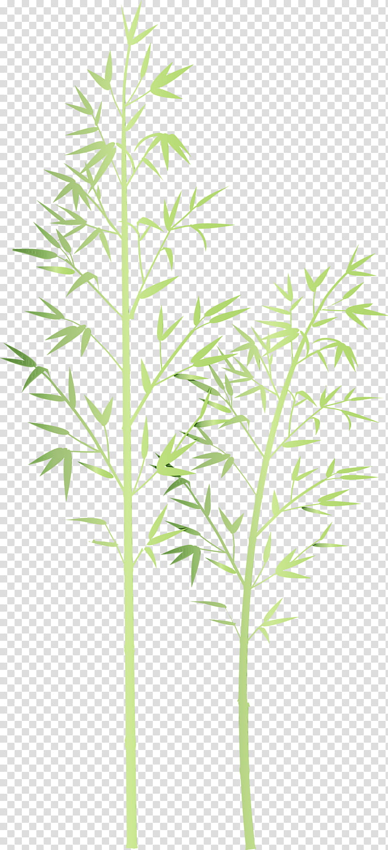 plant flower leaf plant stem grass family, Bamboo, Watercolor, Paint, Wet Ink, Terrestrial Plant, Tree, Heracleum Plant transparent background PNG clipart