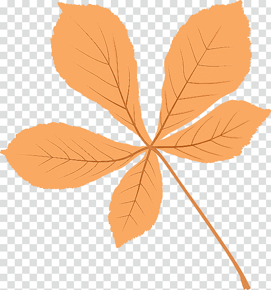 leaf maple leaf / m petal tree branching, Maple Leaf M, Biology, Plant Structure, Science transparent background PNG clipart