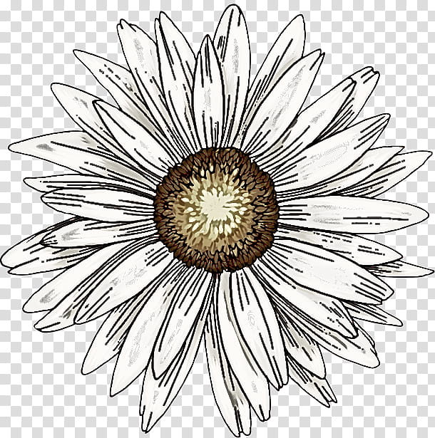 Daisy, Flower, Plant, Chamomile, Petal, Camomile, Aster, Blackandwhite transparent background PNG clipart