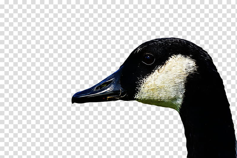 Goose wild animal, Bird, Beak, Canada Goose, Duck, Water Bird, Ducks Geese And Swans, Waterfowl transparent background PNG clipart