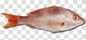 northern red snapper fish products seafood fish snapper, Watercolor, Paint, Wet Ink, Animal Figurine, Biology, Science transparent background PNG clipart thumbnail