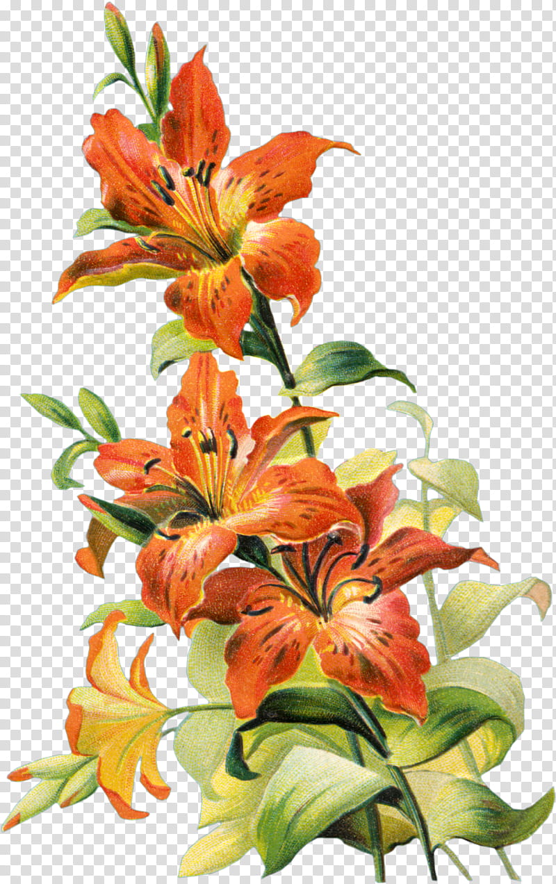 Floral design, Tiger Lily, Orange Lily, Flower, Easter Lily, Plant Stem, Madonna Lily, Daylilies transparent background PNG clipart