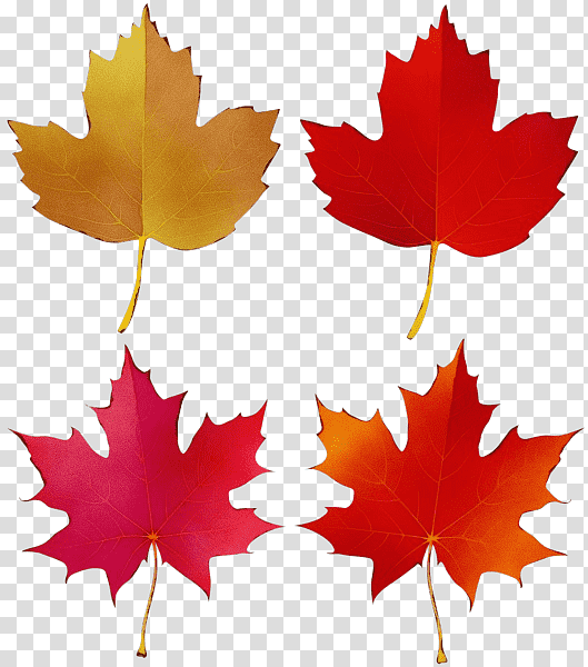 leaf maple leaf / m symmetry tree plant, Watercolor, Paint, Wet Ink, Maple Leaf M, Science, Plant Structure transparent background PNG clipart