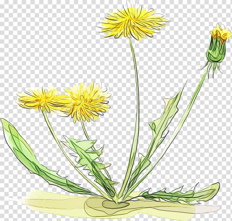 dandelion plant stem cut flowers yellow herbal medicine, Watercolor, Paint, Wet Ink, Plants, Plant Structure, Science, Biology transparent background PNG clipart
