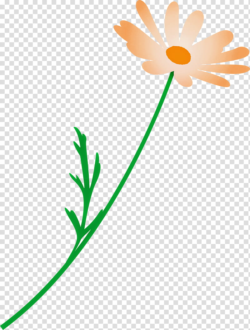 marguerite flower spring flower, Chamomile, Pedicel, Mayweed, Plant, Plant Stem, Camomile, Oxeye Daisy transparent background PNG clipart