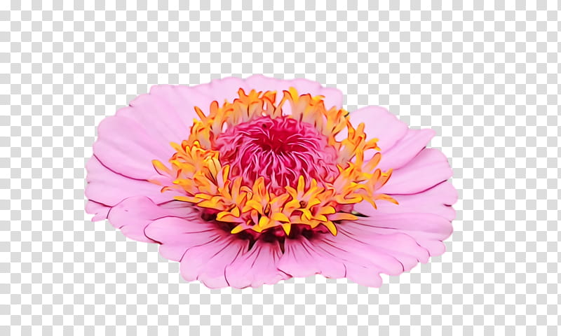 transvaal daisy cut flowers chrysanthemum peony petal, Watercolor, Paint, Wet Ink, Aster, Pollen, Magenta Telekom, Plants transparent background PNG clipart
