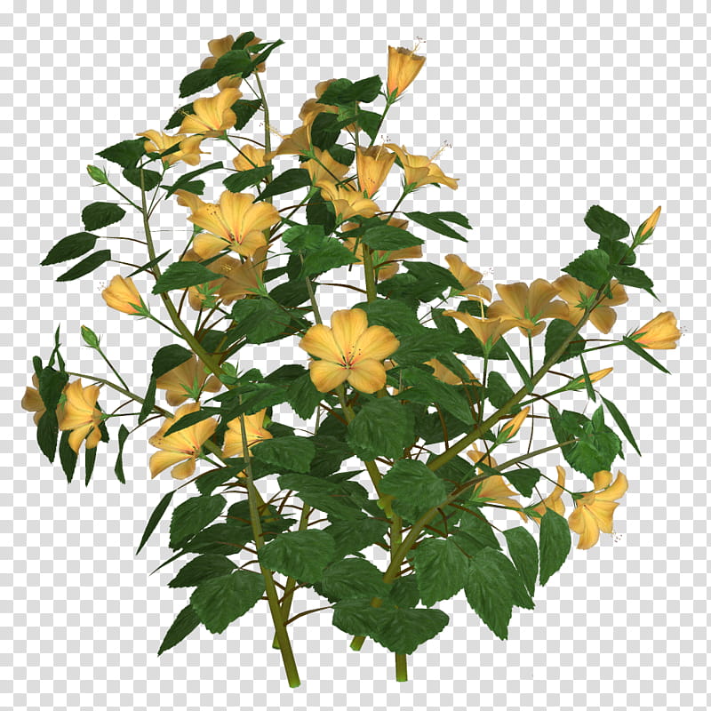 Rose, Flower, Plant, Tree, Mock Orange, Branch, Hypericum, Impatiens transparent background PNG clipart