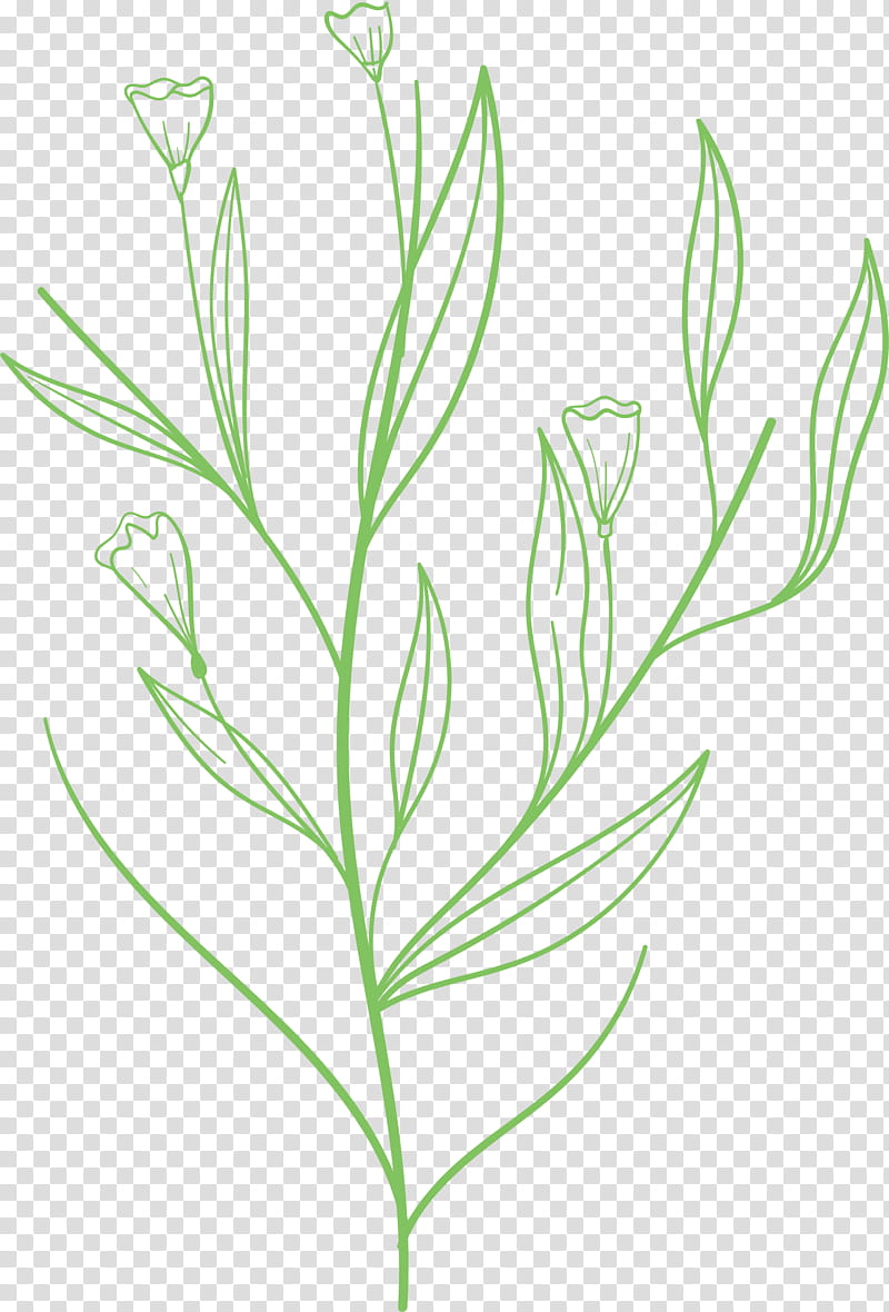 simple leaf simple leaf drawing simple leaf outline, Plant Stem, Grasses, Branch, Flower, Commodity, Plants, Biology transparent background PNG clipart