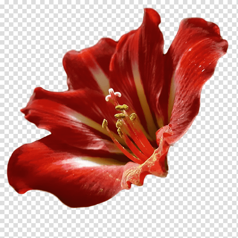 amaryllis daylilies jersey lily petal close-up, Closeup, Flower, Lily M, Plants, Science, Seed Plants transparent background PNG clipart