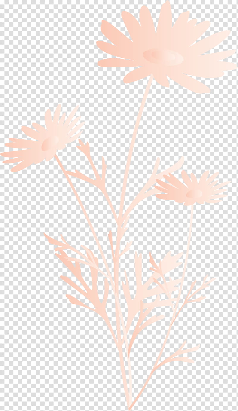 marguerite flower spring flower, Plant, Dandelion, Camomile, Wildflower, Pedicel, Plant Stem, Petal transparent background PNG clipart