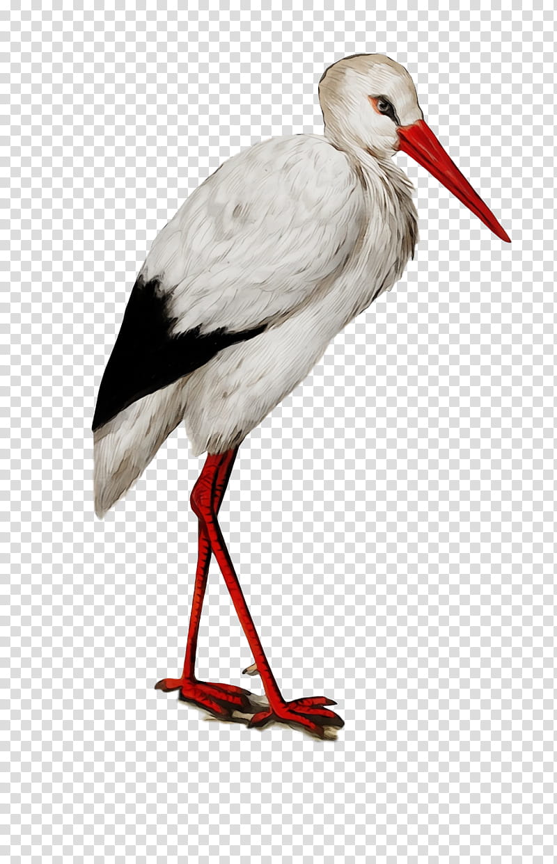 white stork birds giant panda alamy greater adjutant, Watercolor, Paint, Wet Ink, Cartoon, Ciconia transparent background PNG clipart