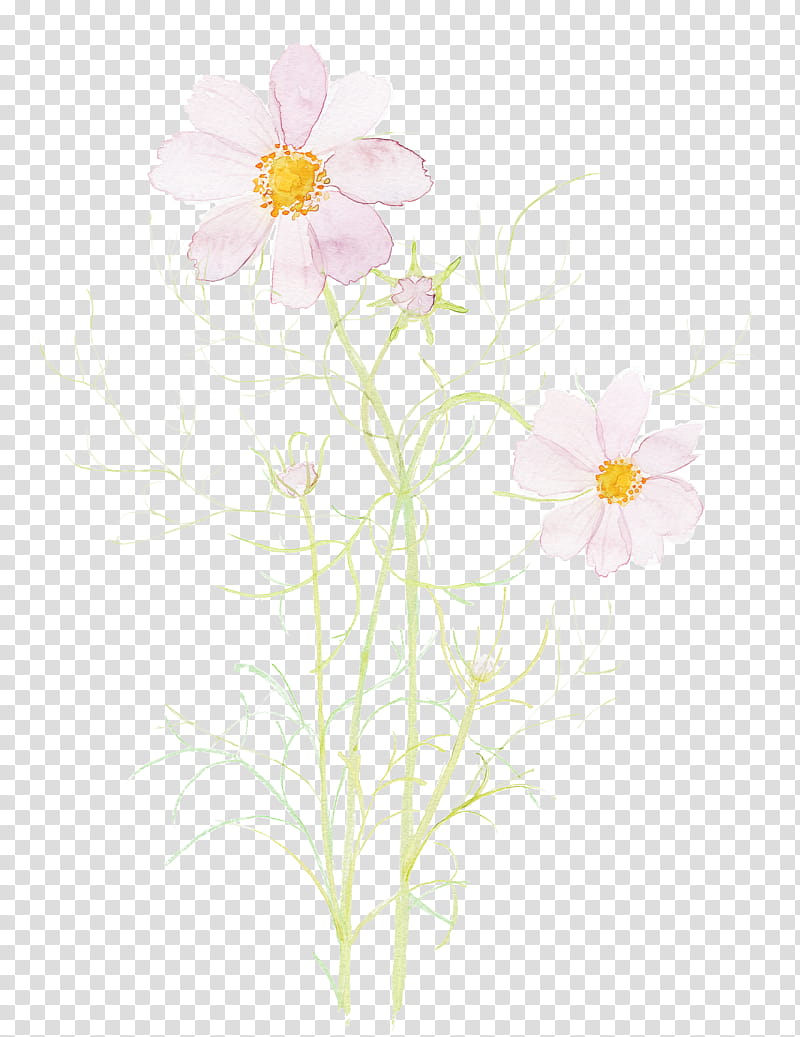 flower petal plant wildflower japanese anemone, Watercolor Flower, Chamomile, Pedicel, Camomile, Cosmos, Windflower, Plant Stem transparent background PNG clipart