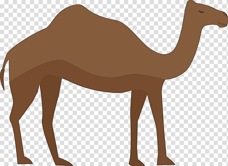 Arabic culture, Dromedary, Bactrian Camel, Stallion, Arabian Horse, Llama, Cartoon, Camel Train transparent background PNG clipart