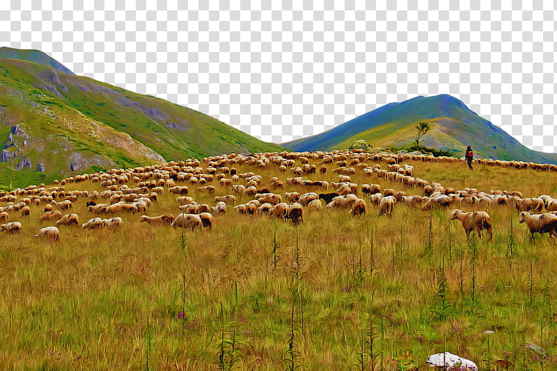 grassland plant community steppe grasses nature reserve, Herd, Rural Area, Farm, Ranchm, National Park, Plants, Biology transparent background PNG clipart