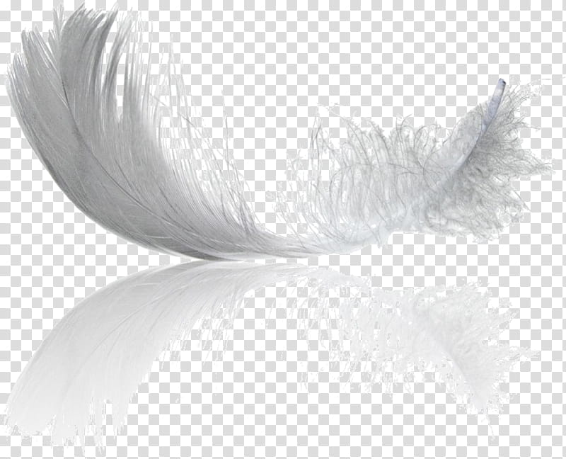Feather, White, Quill, Wing, Natural Material transparent background PNG clipart