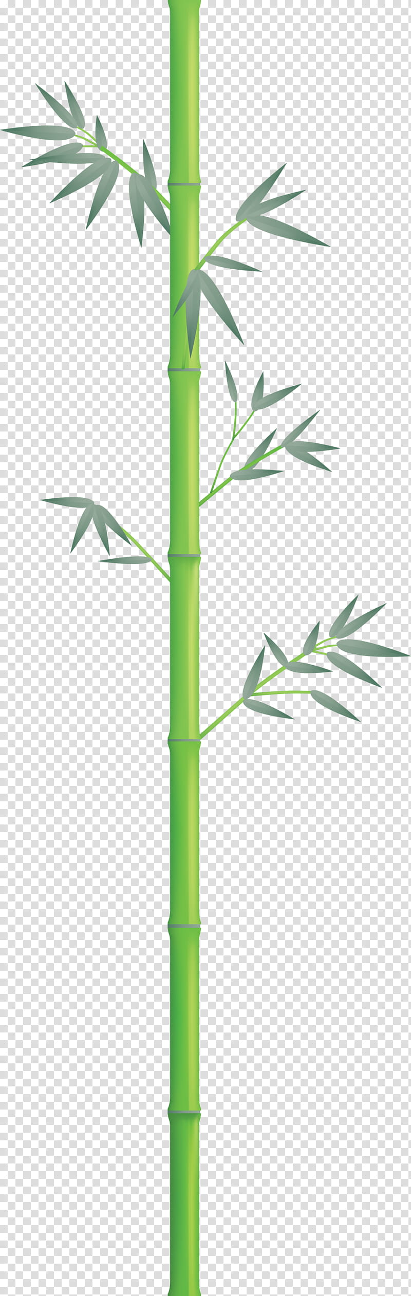 bamboo leaf, Plant Stem, Grass Family, Flower, Vascular Plant transparent background PNG clipart