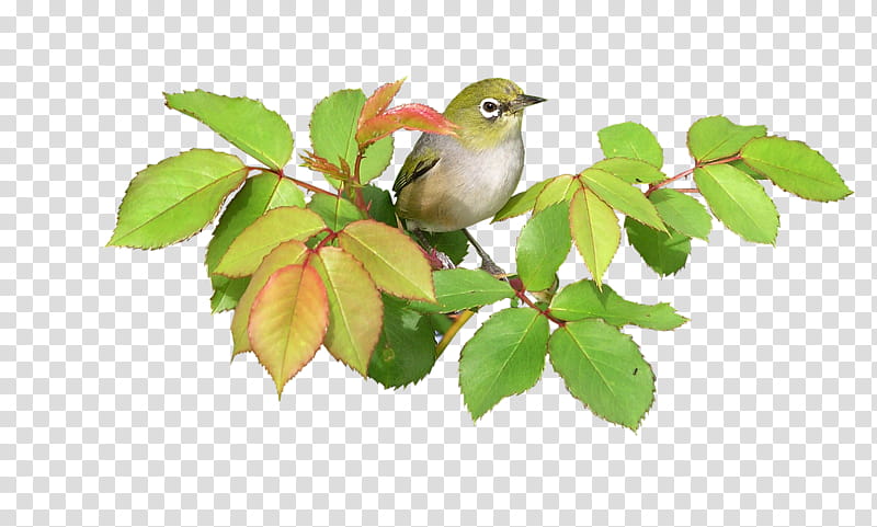 Holly, Bird, Plant, Beak, Branch, Perching Bird, Tree, Cedar Waxwing transparent background PNG clipart