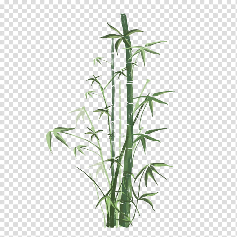 bamboo flower plant terrestrial plant plant stem, Grass Family transparent background PNG clipart